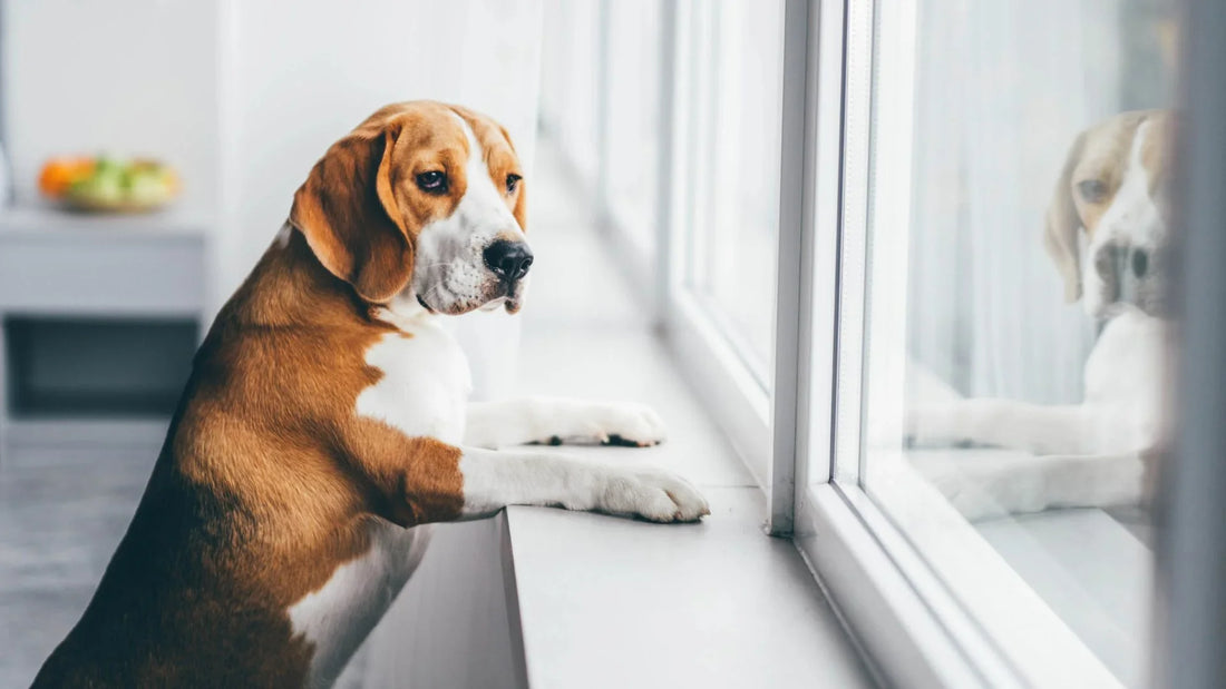 Is Your Pet Anxious? Here’s How Comfort Products Can Help.