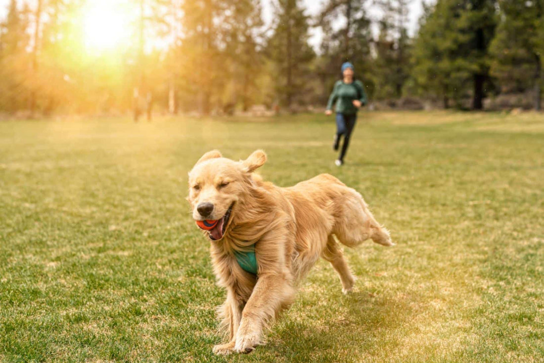 Daily Dog Walking Essentials: How to Build the Perfect Routine for a Happier, Healthier Dog