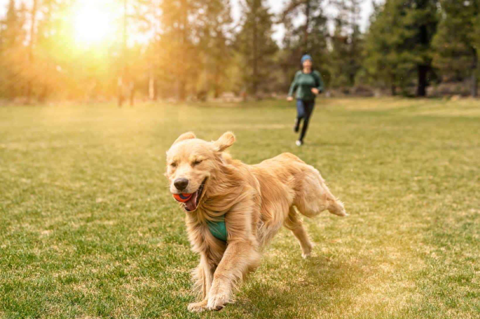 Daily Dog Walking Essentials: How to Build the Perfect Routine for a Happier, Healthier Dog