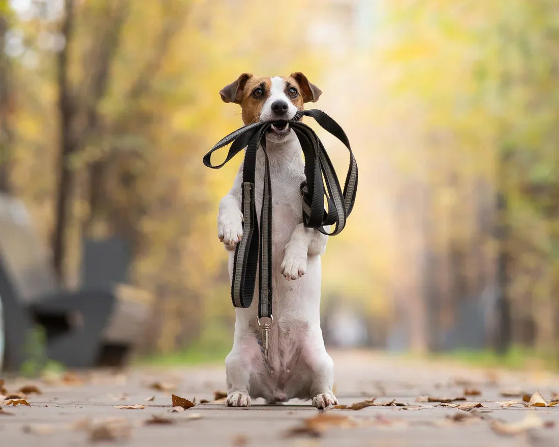 The Best Daily Routine for Happy, Stress-Free Pets: A Complete Pet Parent Guide