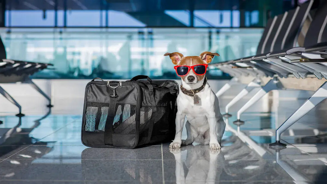 The Complete Guide to Traveling With Pets Safely: Comfort, Preparation & Stress-Free Trips