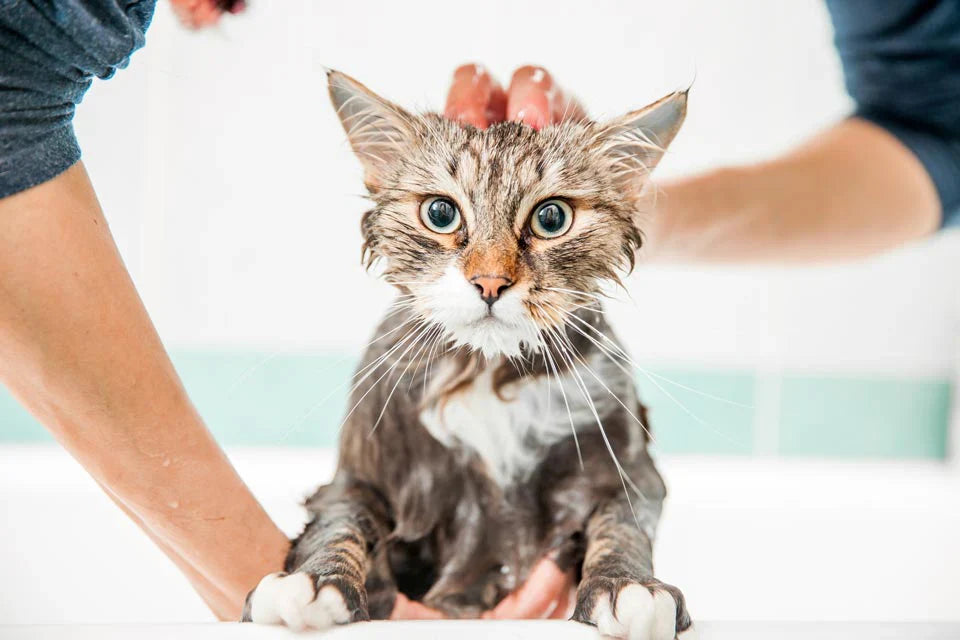5 Signs Your Cat Needs a Better Grooming Routine (And How to Fix It)