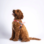 EasyFit No pull Personalized dog harness
