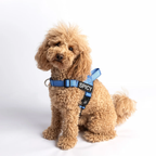 EasyFit No pull Personalized dog harness
