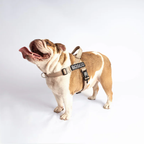 EasyFit No pull Personalized dog harness