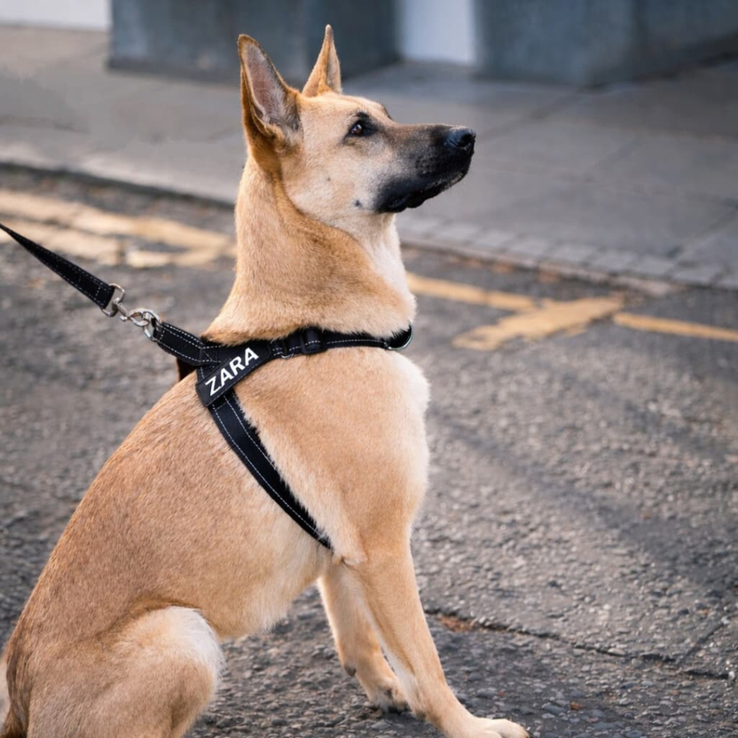EasyFit No pull Personalized dog harness