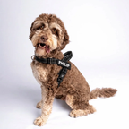 EasyFit No pull Personalized dog harness