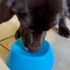 Lick & Roll Bowl
