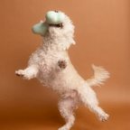SPRING WOOLBONE