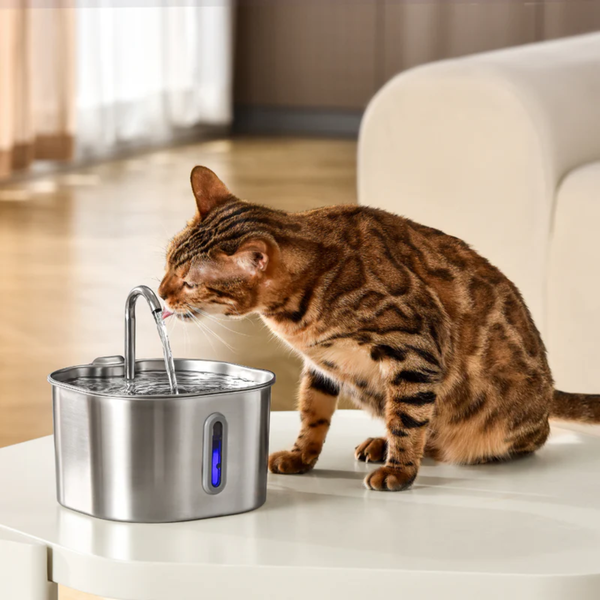 Give Your Cat Healthy Life With Friendlyfurr
